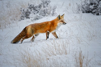 Fox Frost
